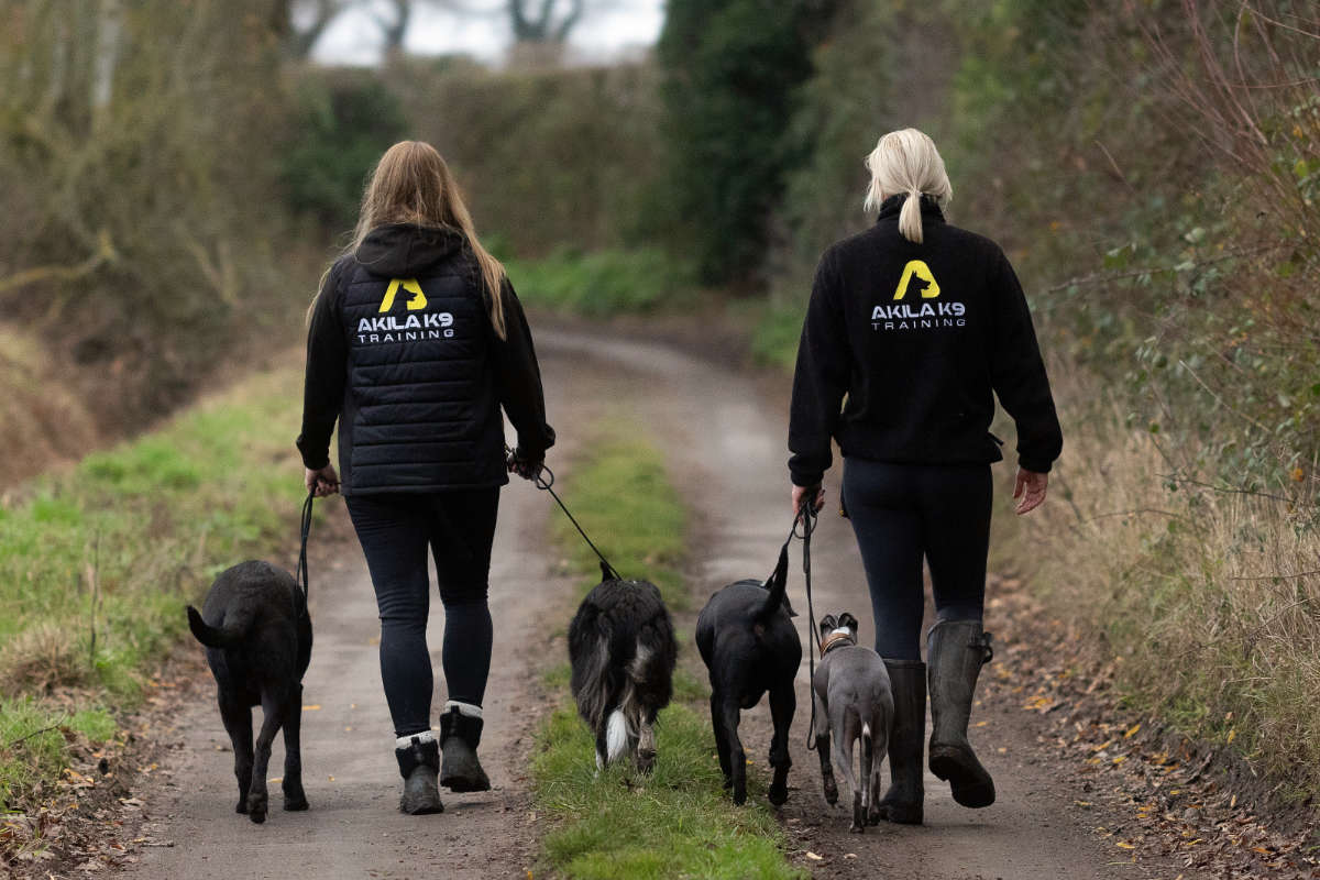 Dog walking