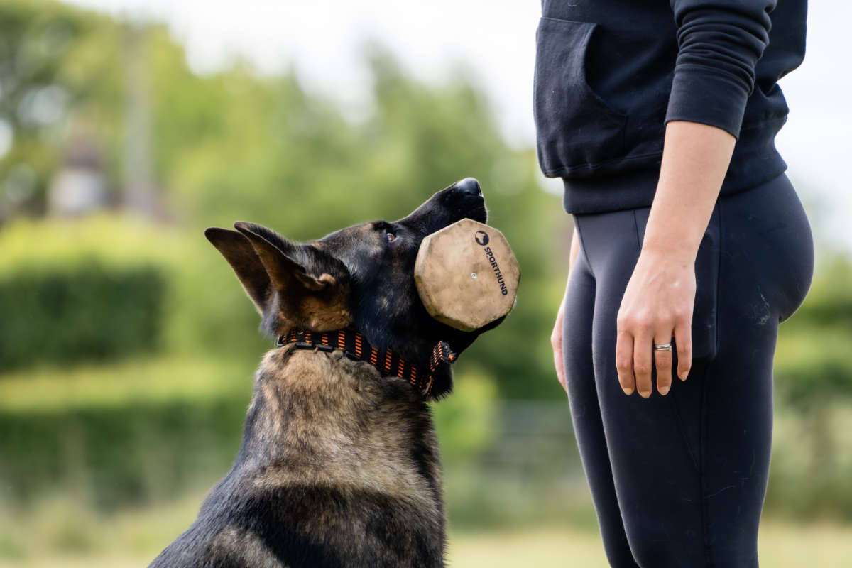 Obedience dog training course