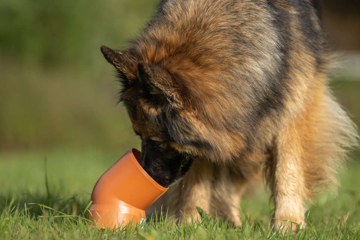 Scent detection & trailing course